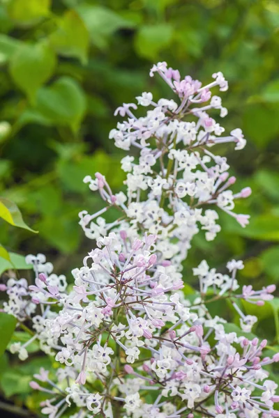 Arbusto lilás de Syringa florescente, cena natural — Fotografia de Stock