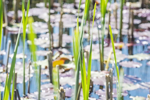 斯洛伐克泰萨克·姆利纳尼植物园湖 — 图库照片