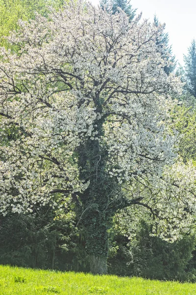 Blommande träd, Arboretum Tesarske Mlynany, Slovakien — Stockfoto