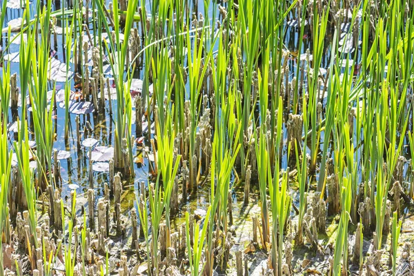 斯洛伐克泰萨克·姆利纳尼植物园湖 — 图库照片