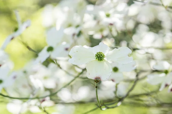 Flowering dogwood - Cornus florida, springtime — Stock Photo, Image