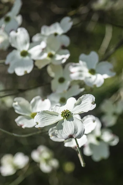 Bloeiende kornoelje-Cornus Florida, lente — Stockfoto