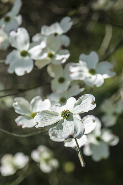 Flowering dogwood - Cornus florida, springtime
