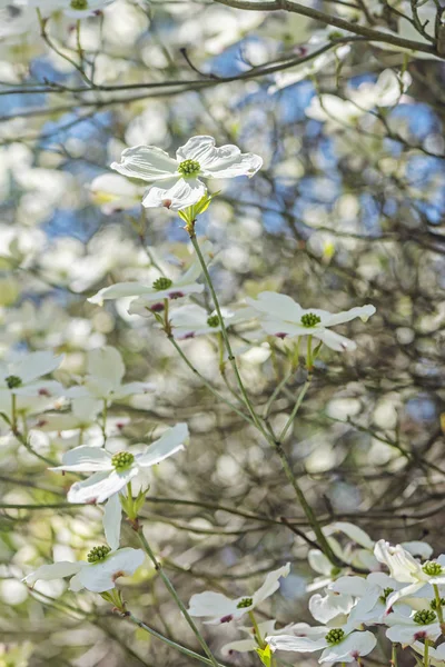 Cachorro florido - Cornus florida, primavera — Fotografia de Stock