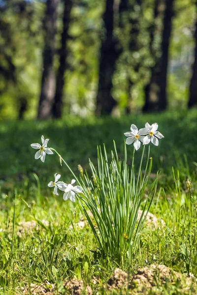 Vita narcissus, Arboretum Tesarske Mlynany, Slovakien — Stockfoto