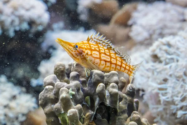 Longnose Hawkfish ชาว Oxycirrhites typus รูปภาพสต็อก