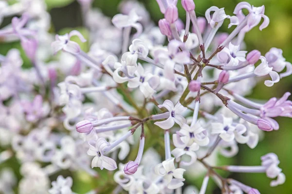 Ανθίζοντας Syringa λιλά θάμνο, φυσική σκηνή Φωτογραφία Αρχείου