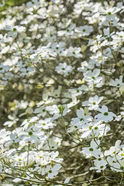 Kwitnące dereń-Cornus Florida, wiosna Obraz Stockowy