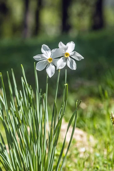 Narcisse blanche, Arboretum Tesarske Mlynany, Slovaquie Image En Vente