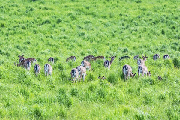 Herd of European roe deer - Capreolus capreolus — Stock Photo, Image