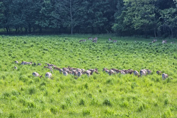 Herd of European roe deer - Capreolus capreolus — Stock Photo, Image