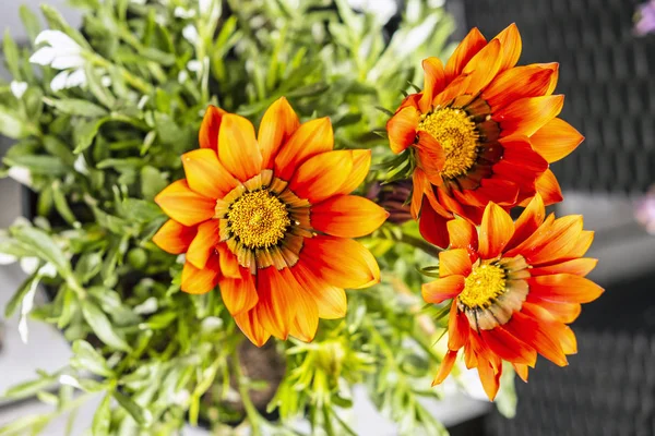 Kırmızı Gazania çiçekleri, bahçe teması — Stok fotoğraf