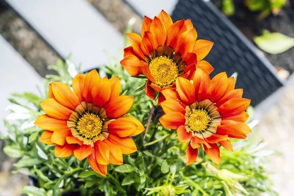 Röda gazania blommor, Trädgårdsskötsel tema — Stockfoto