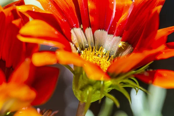 Czerwona gazania kwiat, sezonowa scena naturalna — Zdjęcie stockowe