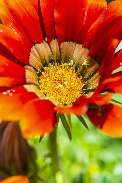 红色加沙花，季节性自然景观 — 图库照片
