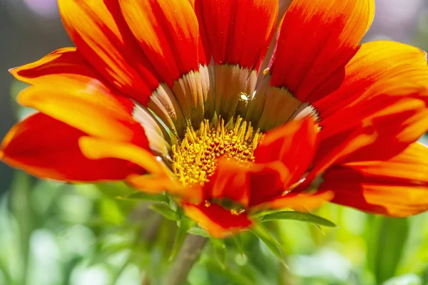 Fleur Gazania rouge, scène naturelle saisonnière — Photo