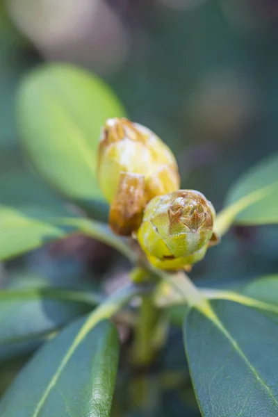 Bloemknoppen van Rhododendron, lente — Stockfoto