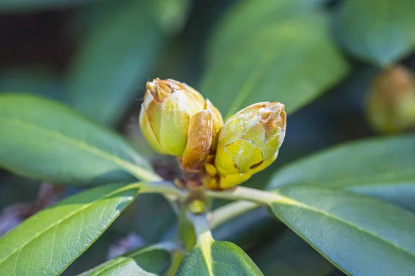 Bloemknoppen van Rhododendron, lente — Stockfoto