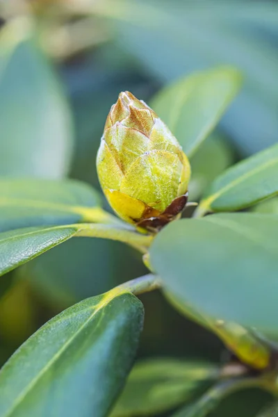 Bloem Bud van Rhododendron, lente — Stockfoto