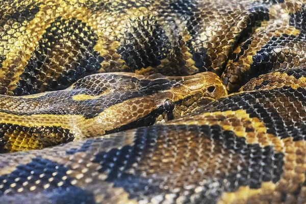 Birmese python-Python molurus bivittatus — Stockfoto