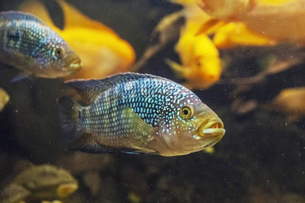 Peixe Jack Dempsey - Rocio octofasciata — Fotografia de Stock