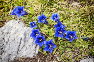 Clusius gentian - Gentiana clusii, Little Fatra, Slovakya