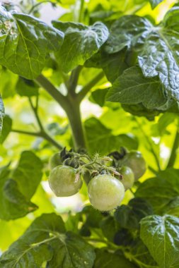 Bahçede kiraz domates bitkisi