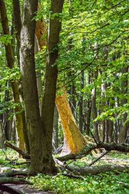 Yaprak döken orman, mevsimlik doğal sahne