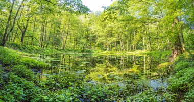 Yaprak döken orman göl, Slovakya yansıtılır. Mevsimlik natura