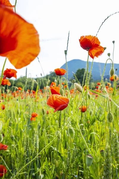 Field of common poppy, seasonal natural scene — Stock Photo, Image