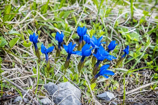 Alpine gentian - Gentiana nivalis, Little Fatra, Slovakia — Stock Photo, Image