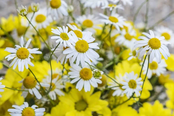 Gewone madeliefjes en chrysant bloemen — Stockfoto