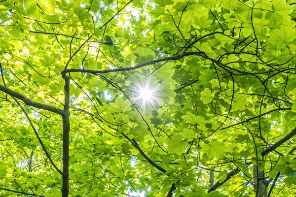 Refraktion av solljus i träden, naturlig scen. — Stockfoto