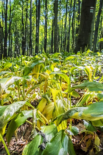 Allium ramslök växter — Stockfoto