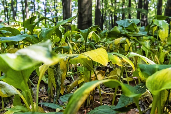 Allium ursinum plants — Stock Photo, Image