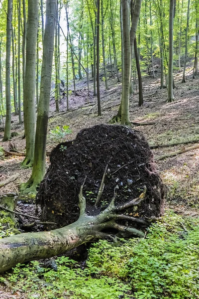 Alberi caduti nella foresta decidua, Piccoli Carpazi, Slovacchia — Foto Stock