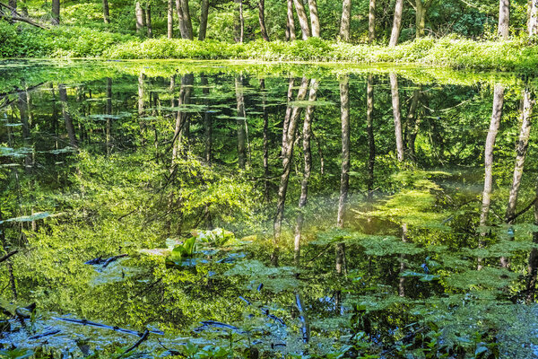 Deciduous forest is reflected in lake, Slovakia. Seasonal natura