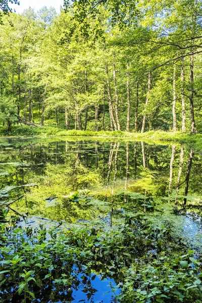 落葉樹林は、スロバキアの湖に反映されています。季節のナチュラ — ストック写真