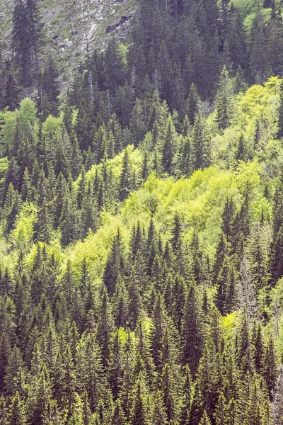 Coniferous forest, Little Fatra, Slovakia Royalty Free Stock Photos