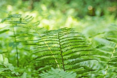 Yürüyen eğrelti otu bitkisi, Hrb tepesi, Vepor dağları, Polana, Slovakya