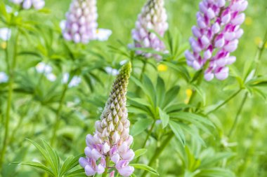 Lupinus polyphyllus çiçekler
