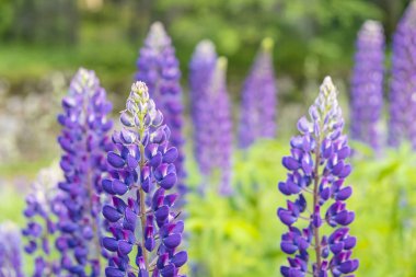 Lupinus polyphyllus çiçekler