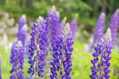 Lupinus polyphyllus çiçekler