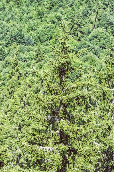 Foresta di conifere, collina di Hrb, montagne di Vepor, Polana, Slovacchia — Foto Stock