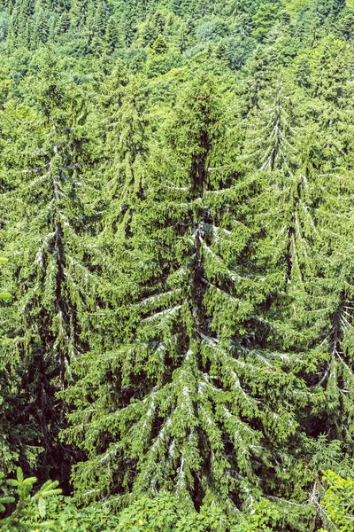 Bosque de coníferas, colina Hrb, montañas Vepor, Polana, Eslovaquia — Foto de Stock