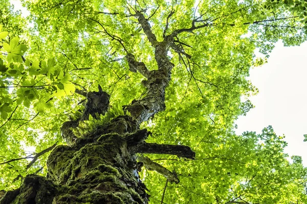 Vecchio albero, collina Hrb, montagne Vepor, Polana, Slovacchia — Foto Stock