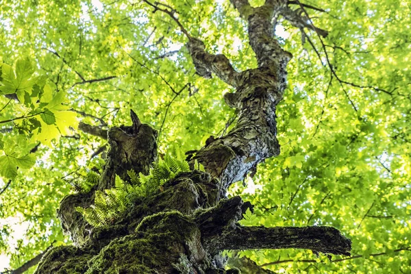 Vecchio albero, collina Hrb, montagne Vepor, Polana, Slovacchia — Foto Stock