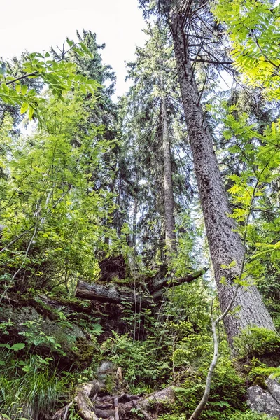 Primeval orman, Hrb tepe, Vepor dağları, Polana, Slovakya — Stok fotoğraf