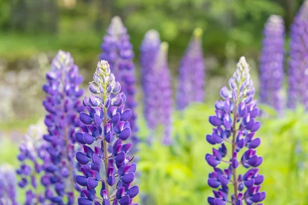 Lupinus polyphyllus flowers Royalty Free Stock Images