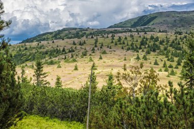 Cüce dağ çamı ve iğne yapraklı orman, Düşük Tatras, Slovakya